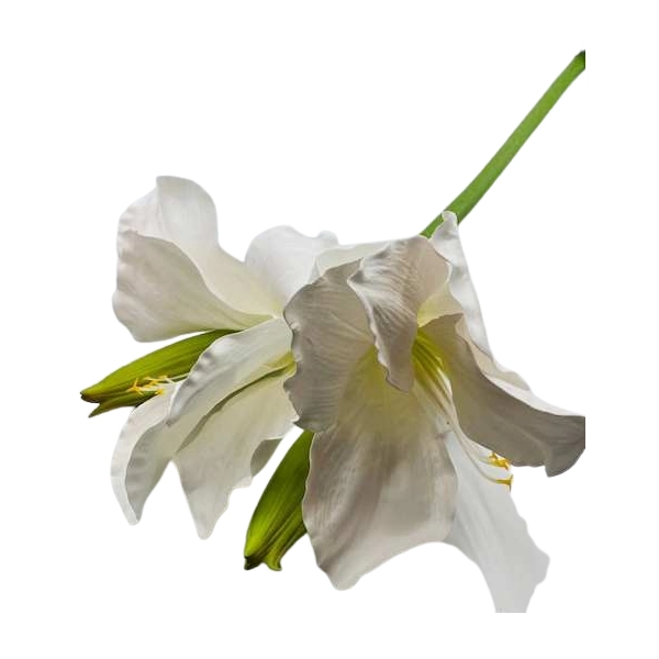 KWIAT AMARYLISA BIAŁO- RÓŻOWY 106CM