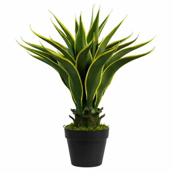 AGAVA W DONICZCE 60CM