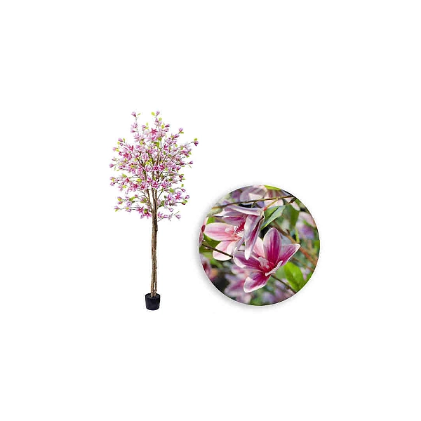 DRZEWKO MAGNOLII W DONICZCE 180CM