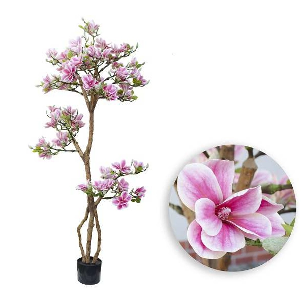 DRZEWKO MAGNOLII W DONICZCE 180CM