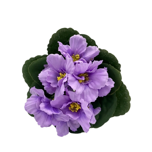 BUKIET FIOŁKA 21 CM