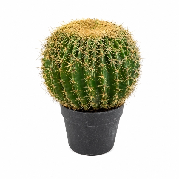 KAKTUS OKRĄGŁY W DONICZCE 35CM