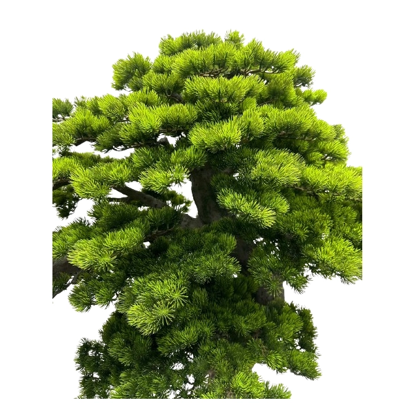 BONSAI W DONICZCE 260CM
