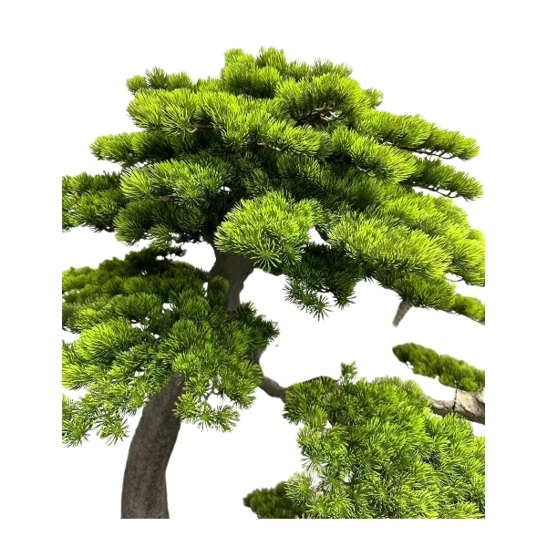 BONSAI W DONICZCE 260CM