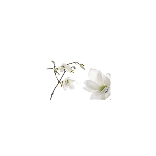 GAŁĄZKA MAGNOLII 65CM