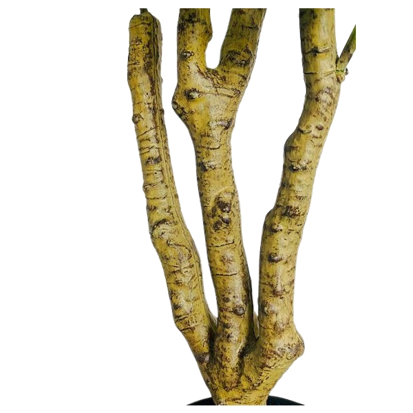 DRZEWO RÓŻANE W DONICZCE 90CM