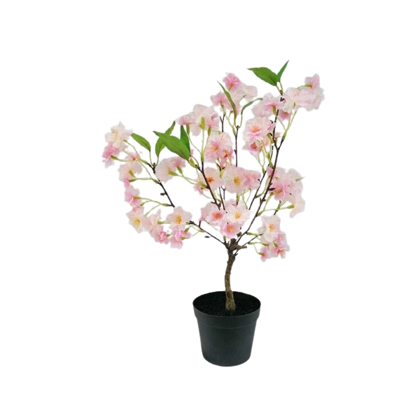 WIŚNIA BONSAI W DONICZCE 50CM