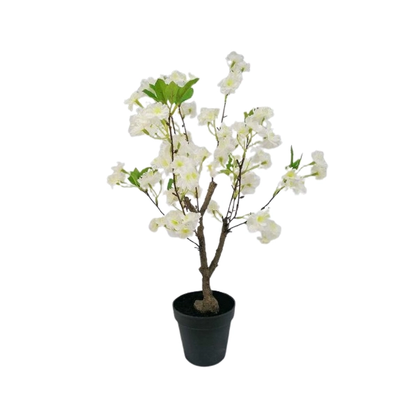 WIŚNIA BONSAI W DONICZCE 60CM