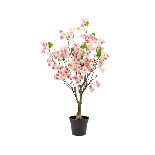 WIŚNIA BONSAI W DONICZCE 70CM
