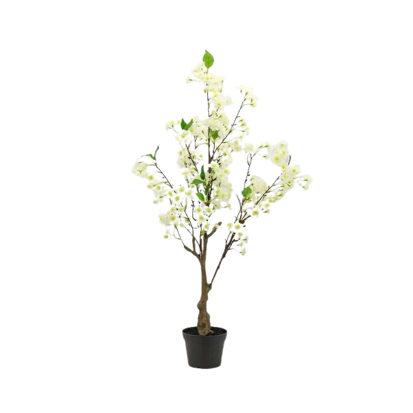 WIŚNIA BONSAI W DONICZCE 80CM