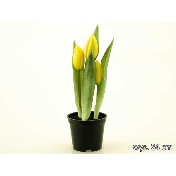 TULIPANY GUMOWANE W DONICZCE